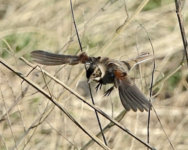 reed bunting
